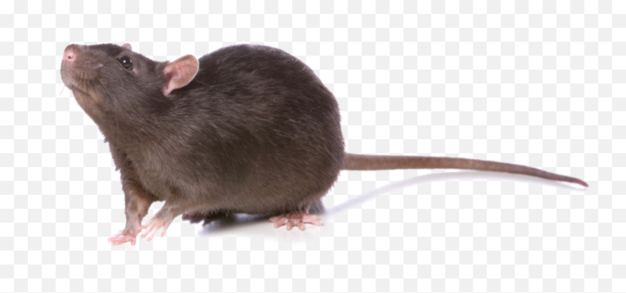 Rat Png Photo - Marsh Rice Rat,Rat Png