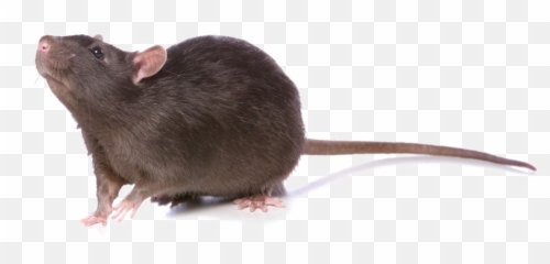 Rat Png Photo - Marsh Rice Rat,Rat Png