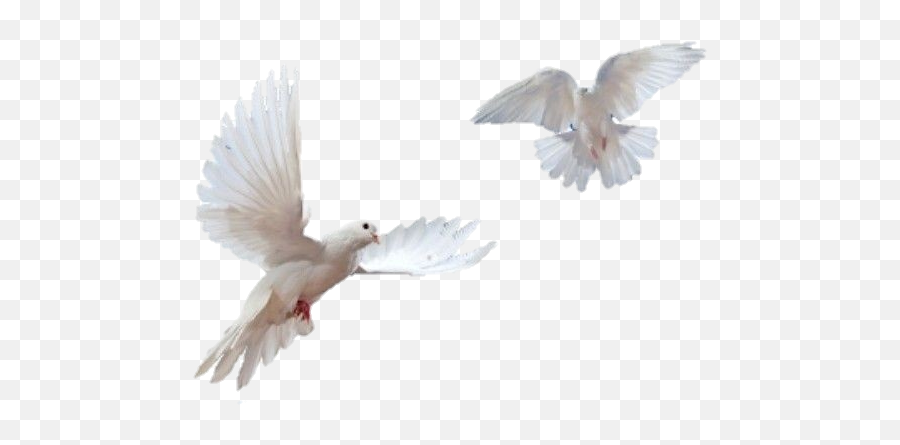 White Doves Sticker Png