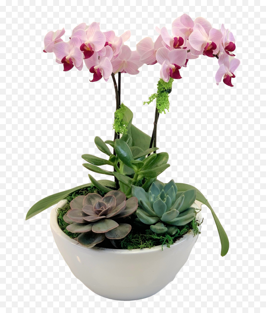Flower Store In Milton - Phalaenopsis Sanderiana Png,Flower Plant Png
