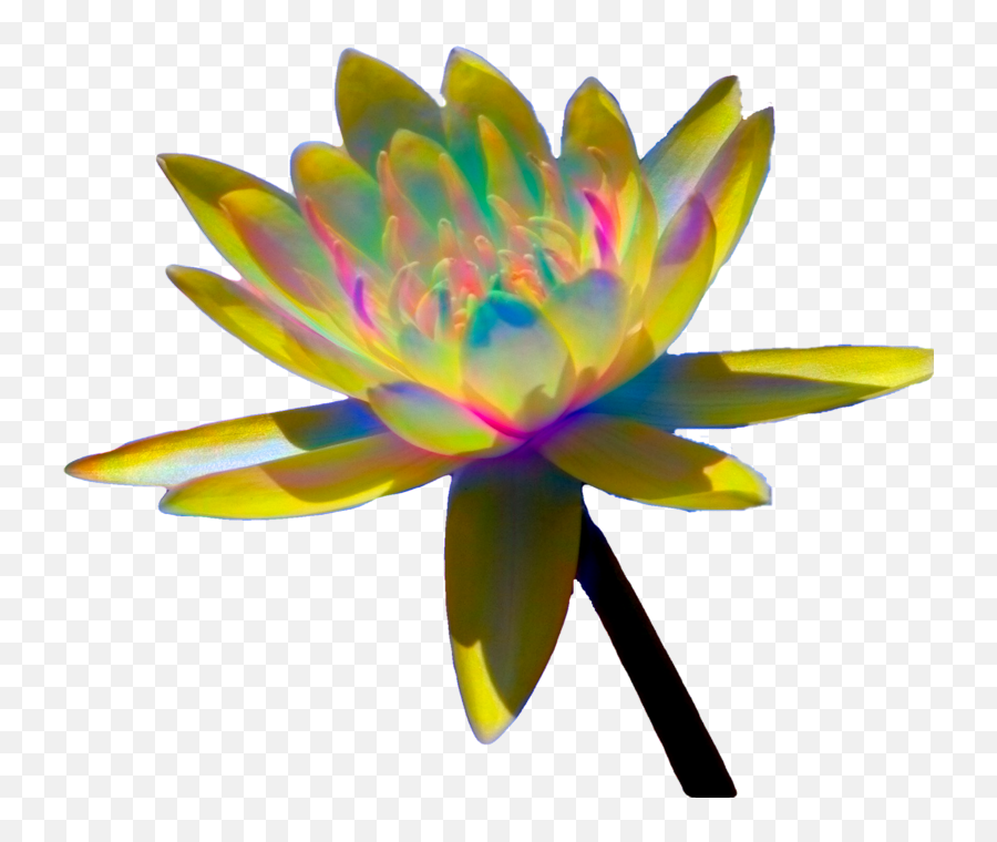Colorful Enhanced Water Lilies - Sacred Lotus Png,Water Lily Png