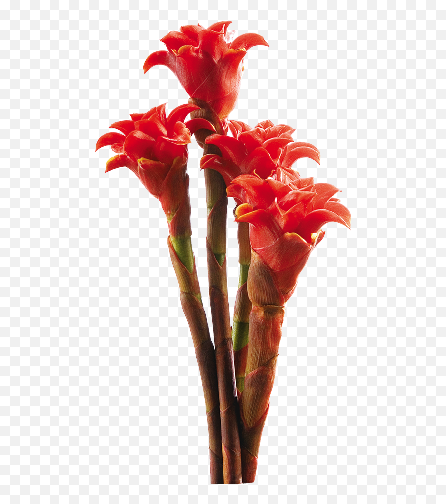 2016 - Png,Tropical Flower Png