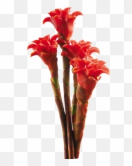 2016 - Png