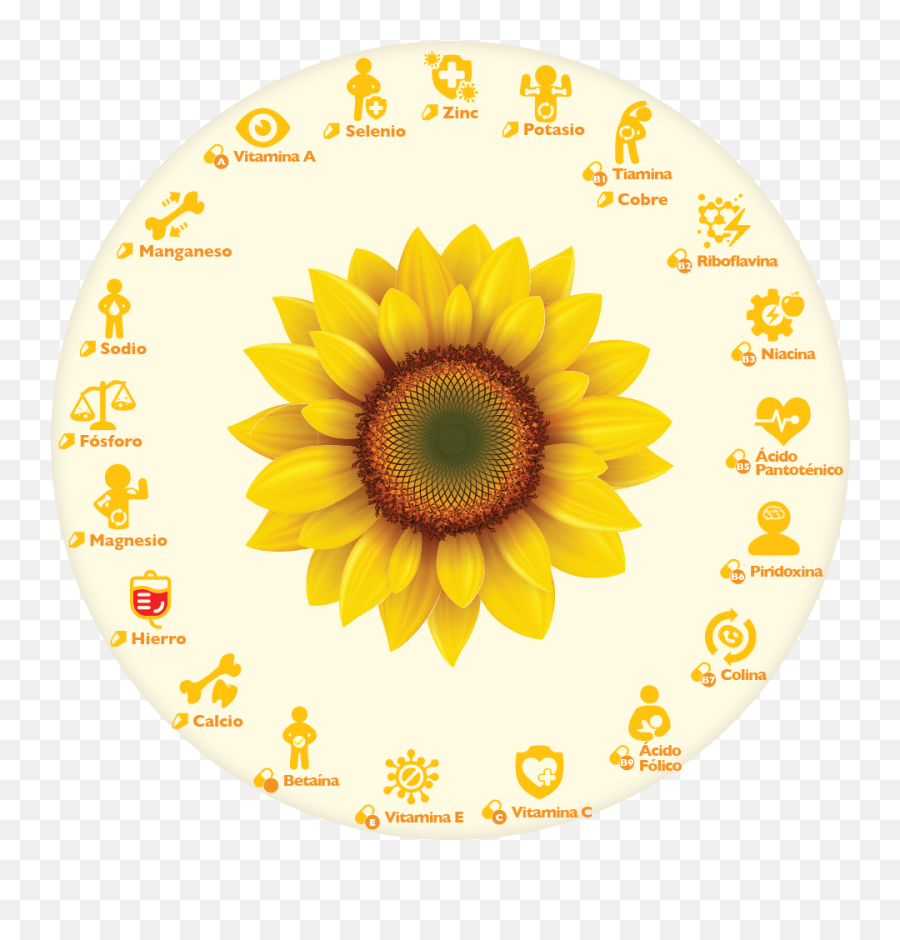 Semillas De Girasol O Pipa - Sunflower Vector Png,Girasol Png