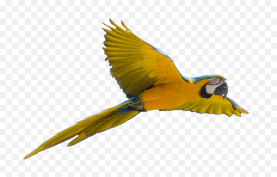 Flying Blue - Transparent Background Fly Bird Png,Macaw Png
