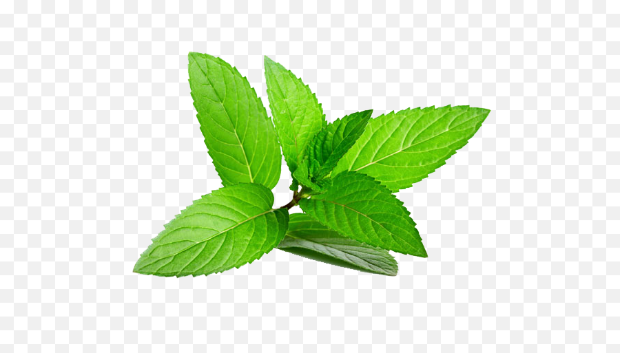 Mint Leaves - Menthol Png,Mint Leaves Png