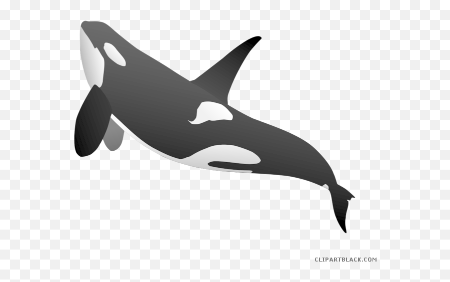 Beluga Whale Clipart - Transparent Killer Whale Png,Whale Png