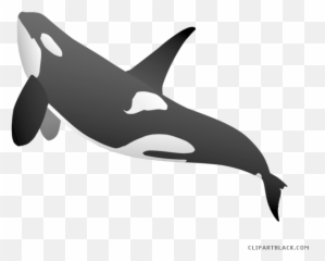 Beluga Whale Clipart - Transparent Killer Png