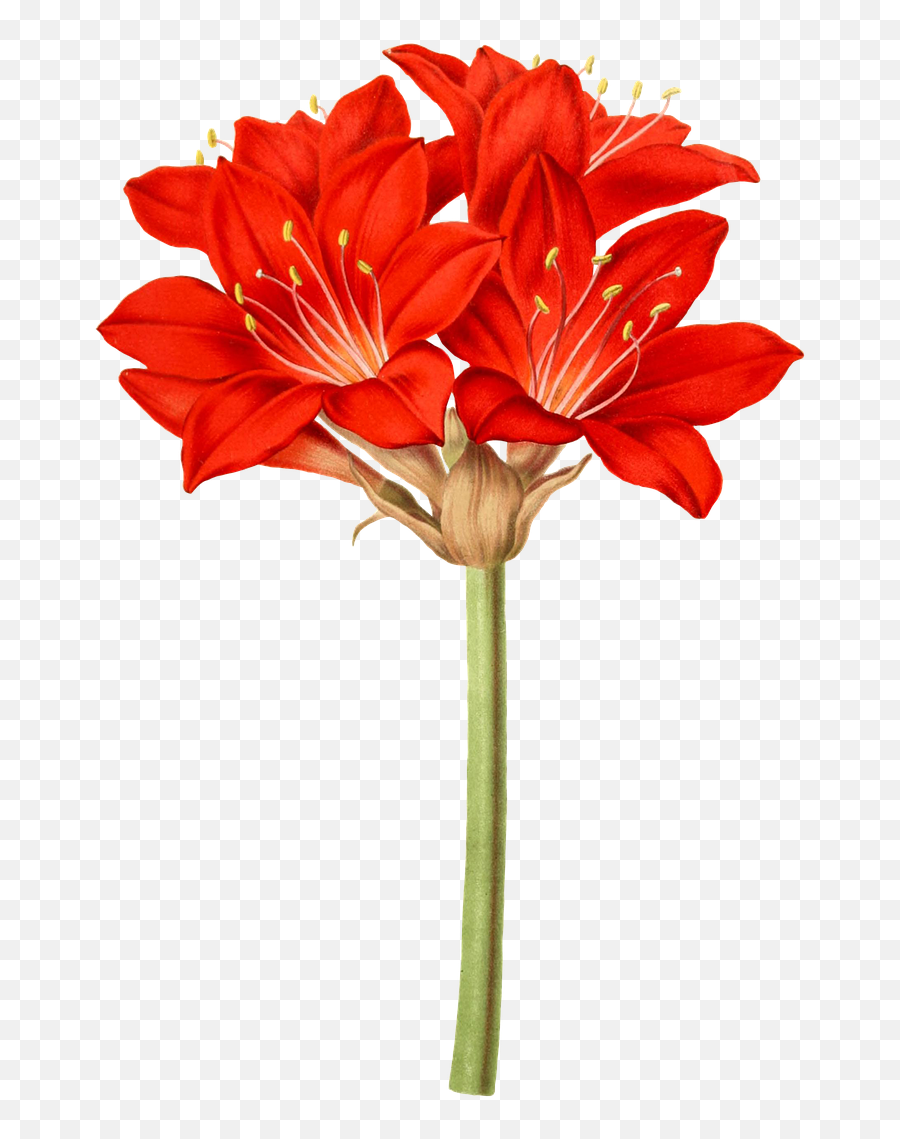 Amaryllis Flower Flowers - Free Image On Pixabay Amaryllis Flower Png,Green Flowers Png