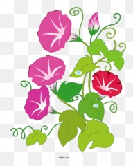 Flowers Japanese Morning Glory Tropical White Png