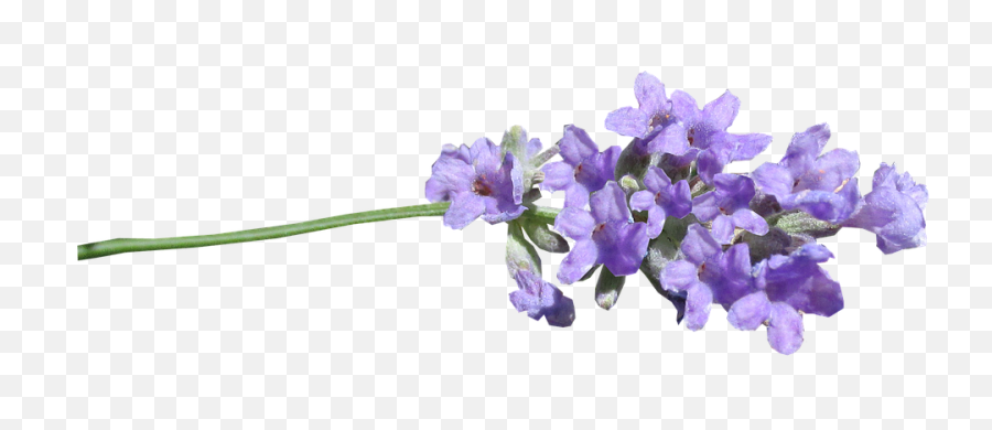 Lilac Flowers Png Images Free Download - Lavender Png,Lilac Png