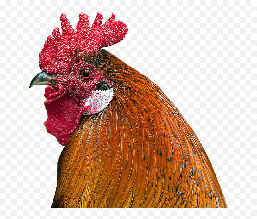 Chapters Roosteru0027s As Pets - Chicken Shampoo Png,Rooster Png
