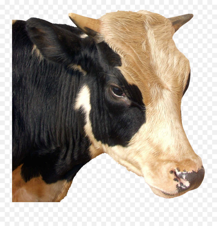 Download Free Png Background - Cowtransparent Dlpngcom,Cow Transparent