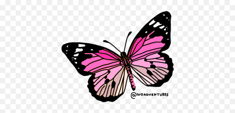 Butterfly Pink Gif - Butterfly Pinkbutterfly Freedom Discover U0026 Share Gifs Clip Art Butterfly Gif Png,Butterfly Gif Transparent