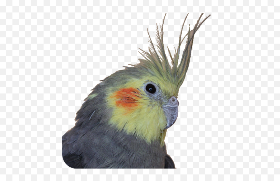 Bird Is - Parrots Png,Cockatiel Icon