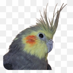 Bird Is - Parrots png