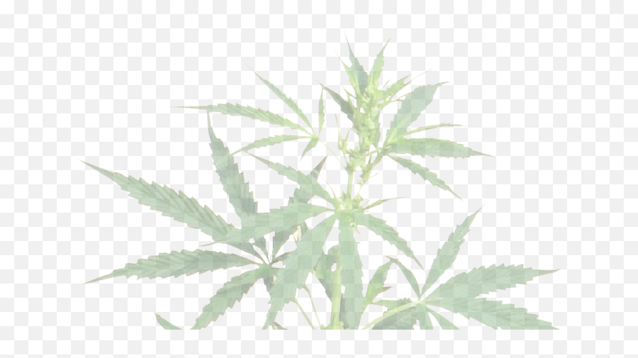 Seeds For Me U2013 Us Cannabis Seed Bank Serious - Transparent Png Marijuana Plant,Marijuana Bud Icon