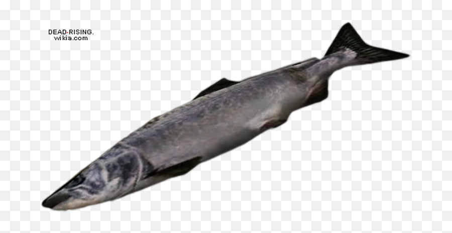 King Salmon Transparent U0026 Png Clipart Free Download - Ywd Dead Rising 2,Dead Fish Png