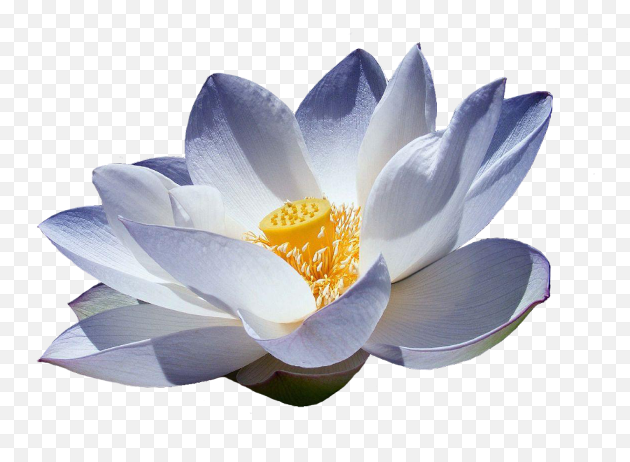 Flor De Lotus Png 5 Image - Blue Lotus Png,Lotus Png