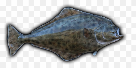 Download Clip Art Freeuse Stock Barracuda Drawing Mullet - Halibut Png,Mullet Png
