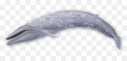 Blue Whale - San Diego Watch Voices Of The Sea png