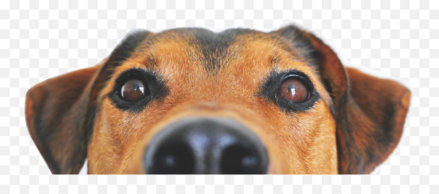 Download Free Png Cachorro - Top Of Dog Head,Cachorro Png