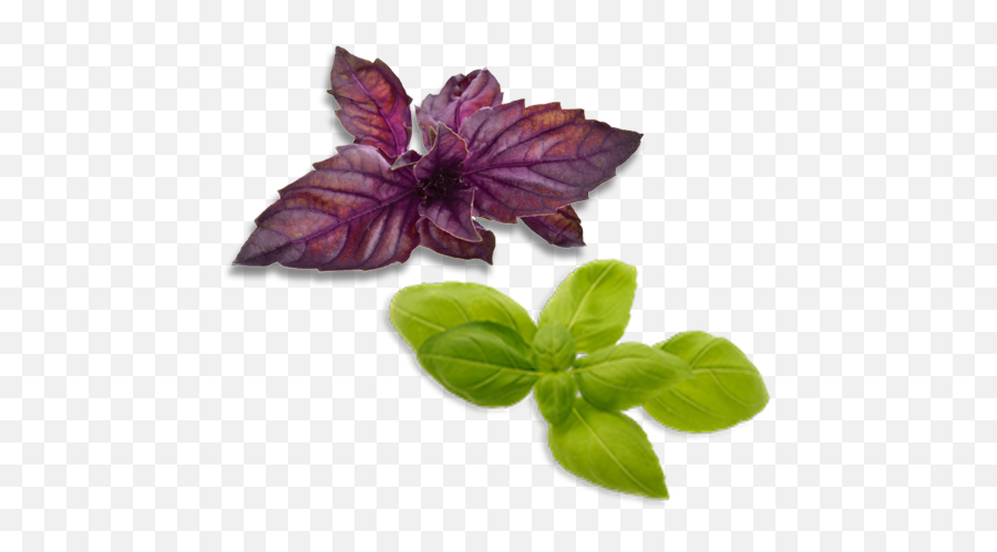 Full Size Png Image - Verbena,Basil Png