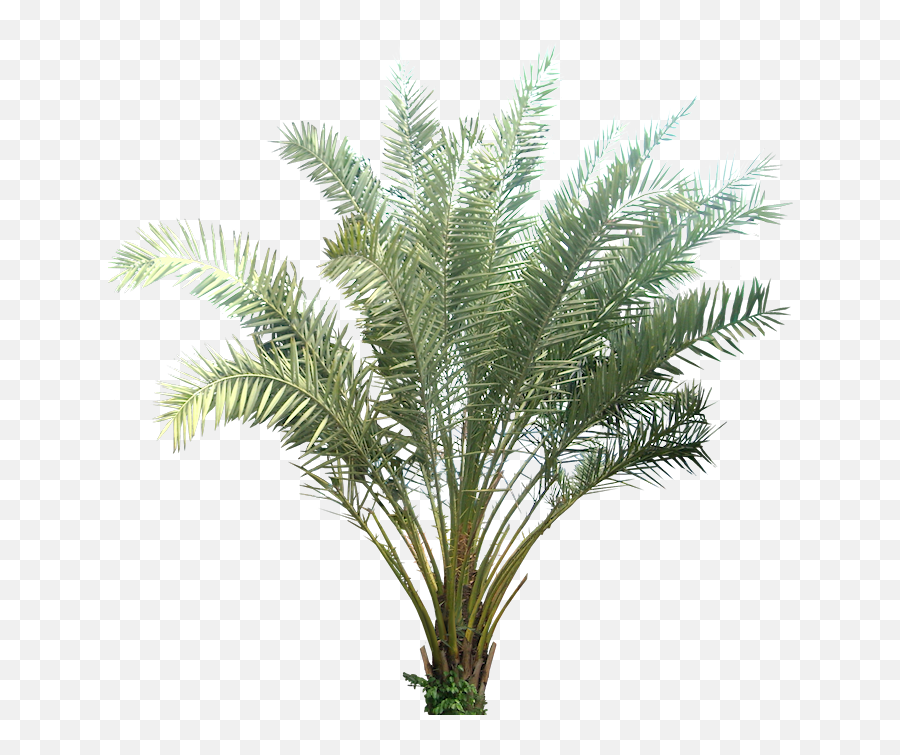 Download Hd Tropical Plant Pictures - Plants With Transparent Background Png,Plant Transparent Background