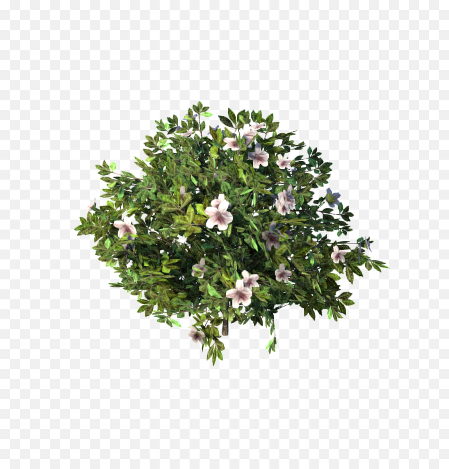 Download Azalea Png Image With No - Azalea Png,Azalea Png