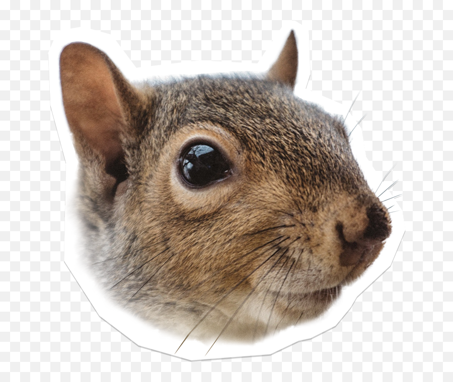 Squirrel - Fox Squirrel Png,Squirrel Transparent