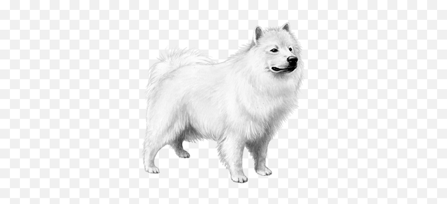 Samoyed Png - American Eskimo Dog Png,Black Dog Png