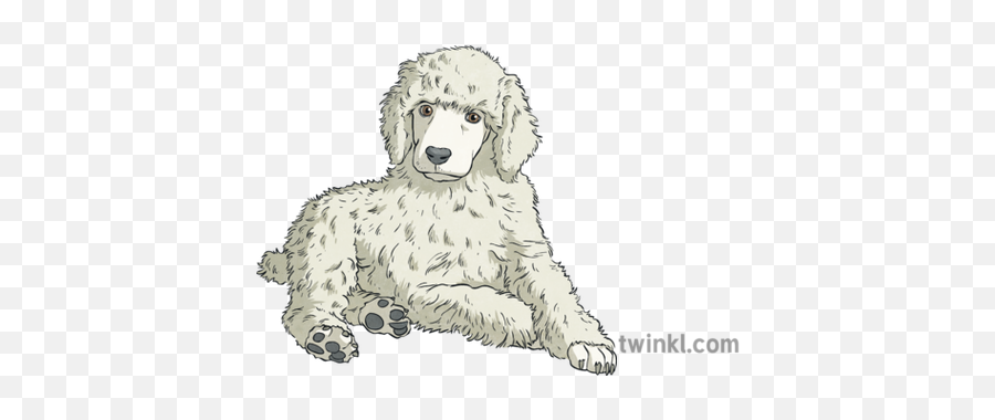 Poodle Puppy Illustration - Twinkl Standard Poodle Png,Poodle Png