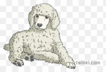 Poodle Puppy Illustration - Twinkl Standard Poodle Png,Poodle Png