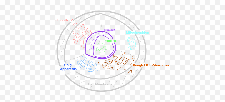 Biology Concept Map - Animal Cell Circle Png,Mitochondria Png