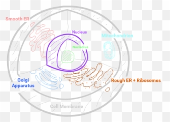 Biology Concept Map - Animal Cell Circle Png,Mitochondria Png