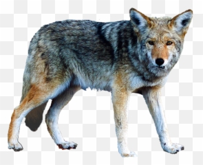 Lobo Png 6 Image - Serigala Png Transparent,Lobo Png
