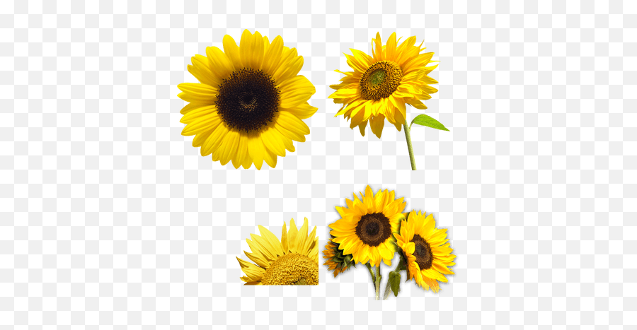 Girasol Imagen Png Transparente - Sunflower Png Transparent,Girasol Png