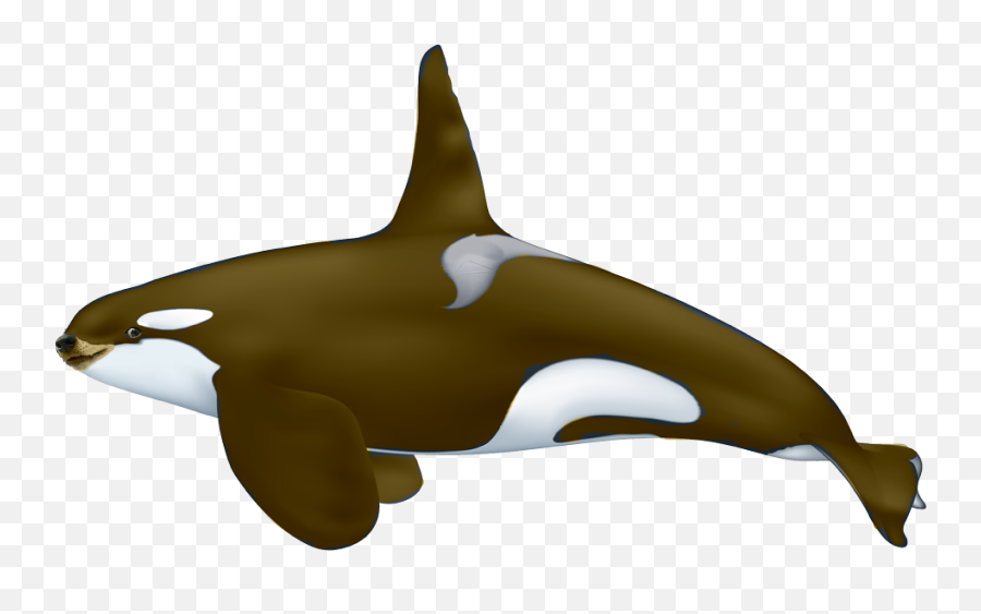 Dogelore - Male And Female Orca Png,Whale Png