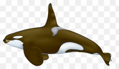 Dogelore - Male And Female Orca Png,Whale Png