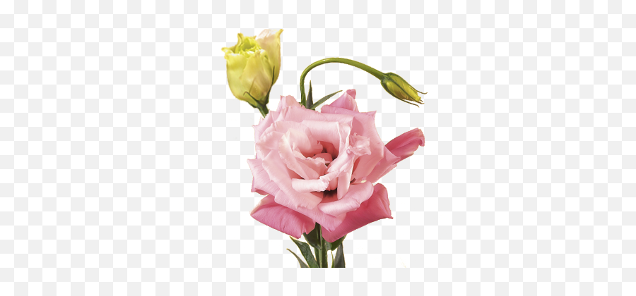 Flower Meanings - Lisianthus Flower No Background Png,Japanese Flower Png