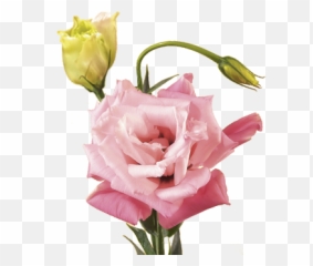 Flower Meanings - Lisianthus No Background png