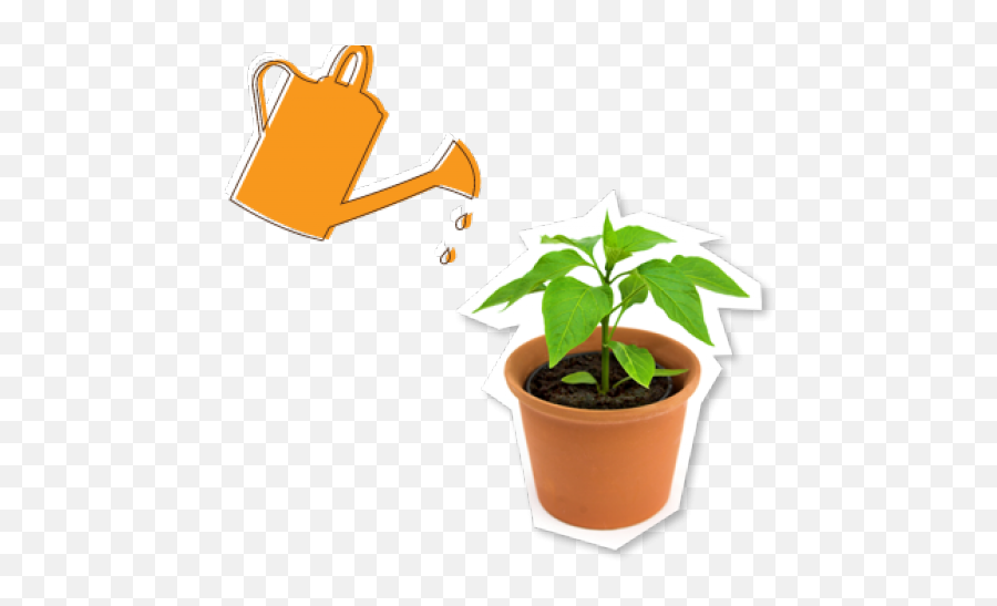 Watering Potted Plant Transparent Png - Plants,Potted Plant Png