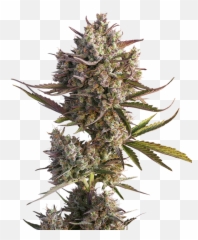 Dutch Passion - Auto Blueberry Dutch Passion Png,Weed Nugget Png