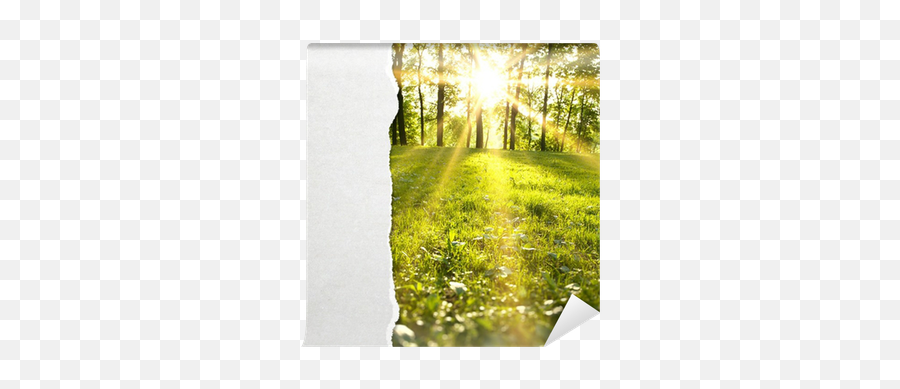 Torn Paper Wall Mural U2022 Pixers - We Live To Change Spring Arriving Png,Torn Paper Transparent