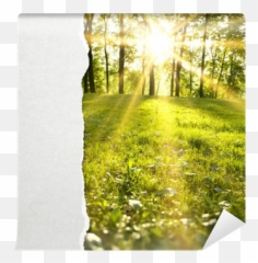 Torn Paper Wall Mural U2022 Pixers - We live change Spring Arriving png