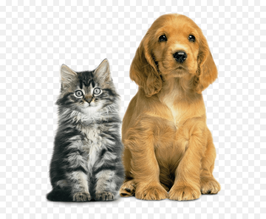 Vetwork - Dog Vs Cat Vertical Png,Pet Png