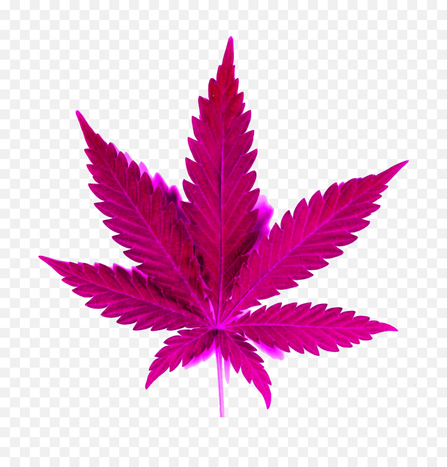 Download Hd Smoke Clipart Png Tumblr - Weed Png,Marijuana Leaf Transparent