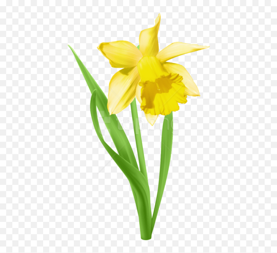 Daffodil Transparent Png - Daffodil Clipart Png,Daffodil Icon