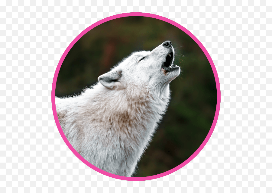 Wonderful Wolf Be A Planet Hero Nestlé Pure Life - Northern Breed Group Png,Howling Wolf Icon