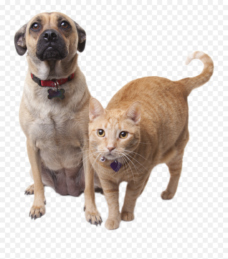 Dog Png No Background Transparent Cat - April Is Heartworm Awareness Month,Cat With Transparent Background